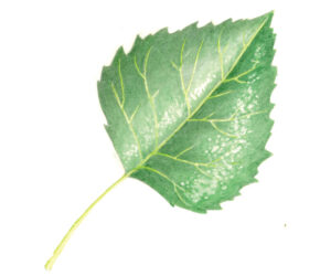 2.Betula_pendula_leaf