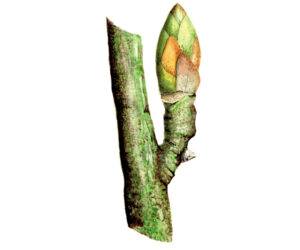 3.Betula_pendula_bud