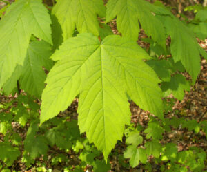 1.Acer_pseudoplatanus_foliage