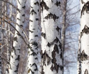 birch trunk in nature