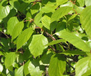 1.Betula_pubescens_leaves