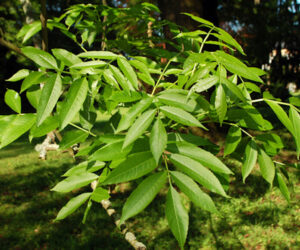 1.Fraxinus_excelsior_leaves