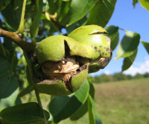 1.Juglans_regia_fruit