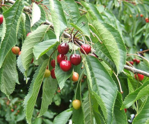 1.Prunus_avium_fruit__2_