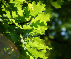 1.Quercus_Petraea_leaves_Lucie_Janku