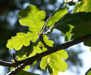 1.Quercus_robur_leaves2