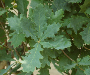 2.Quercus_robur_leaves