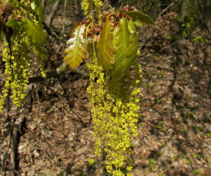 3.Quercus_petraea_flowers