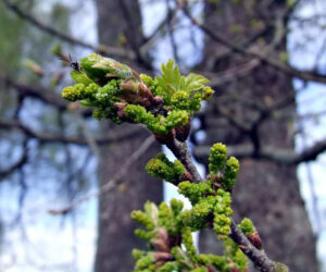 3.Quercus_robur_buds