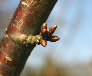 4.Prunus_avium_buds