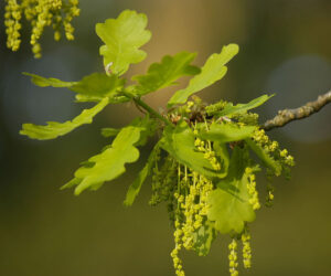 4.Quercus_robur_flowers