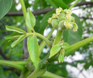 5.Juglans_regia_female_flowers