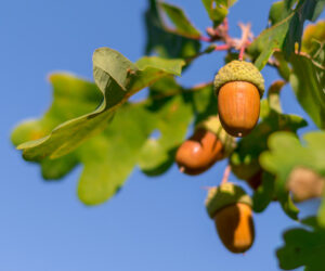 5.Quercus_petraea_cones_mirkograul