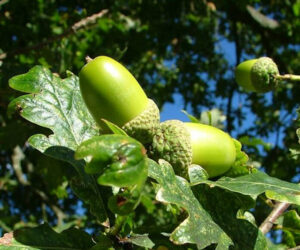 5.Quercus_robur_acorns