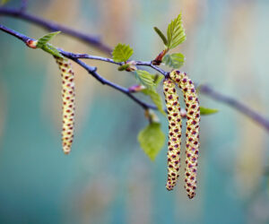 birch tree aments 03