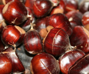 6.Castanea_sativa_fruit