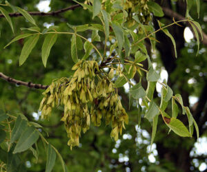 6.Fraxinus_excelsior_fruits