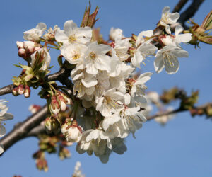 6.Prunus_avium_infloresence