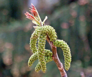 7.Juglans_regia_male_flowers