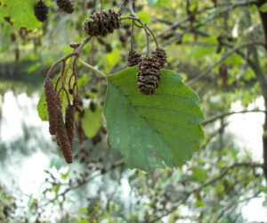 1.Alnus_glutinosa_flowers_cones