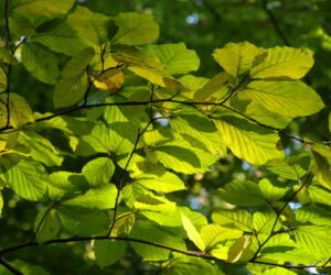 1.Fagus_sylvatica_leaves4