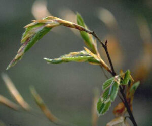 2.Fagus_sylvatica_leaves