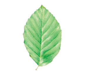 3.Fagus_sylvatica_leaf3