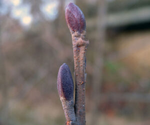 5.Alnus_glutinosa_bud