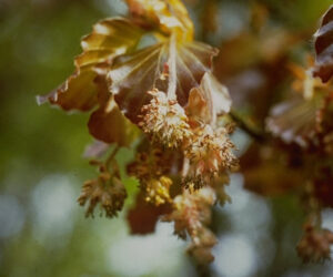 6.Fagus_sylvatica_flowers