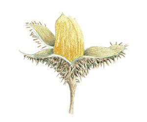 7.Fagus_sylvatica_fruit